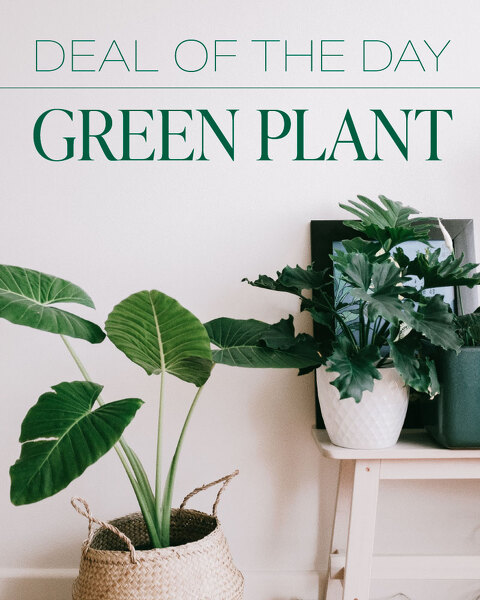 Green Plant Deal of the Day from Sunrise Floral in O'Neill, Nebraska