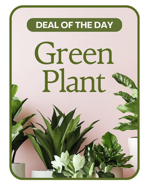 Green Plant Deal of the Day from Sunrise Floral in O'Neill, Nebraska