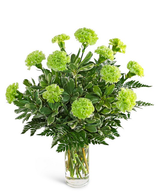 One Dozen Green Carnations from Sunrise Floral in O'Neill, Nebraska One Dozen Green Carnations from Sunrise Floral in O'Neill, Nebraska