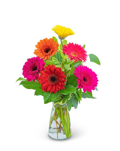 Gleeful Gerbera from Sunrise Floral in O'Neill, Nebraska