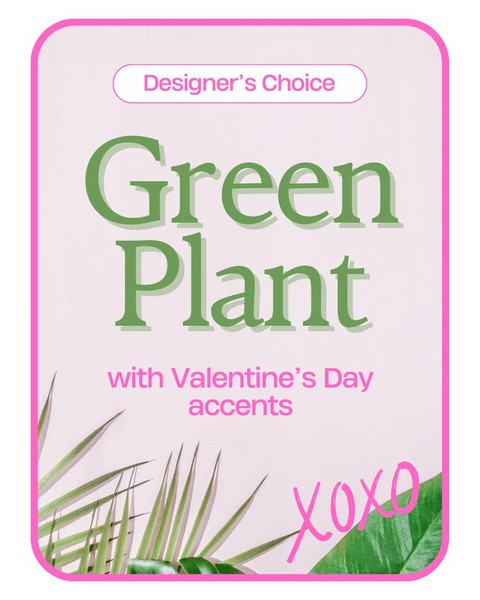 Designer's Choice Valentine's Day Green Plant  from Sunrise Floral in O'Neill, Nebraska