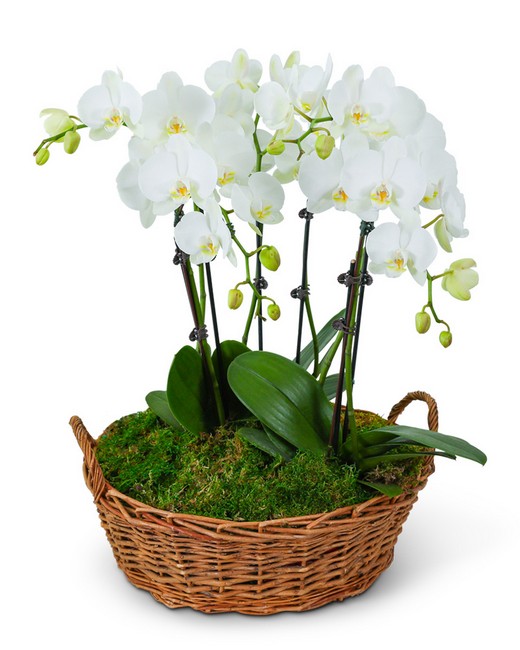 Serenity Orchid Plant from Sunrise Floral in O'Neill, Nebraska