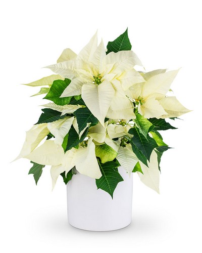 White Poinsettia Plant from Sunrise Floral in O'Neill, Nebraska