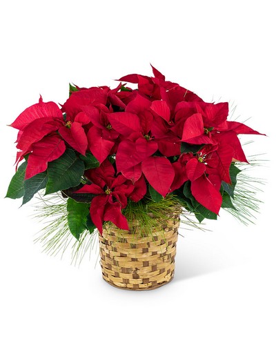 Red Poinsettia Basket from Sunrise Floral in O'Neill, Nebraska