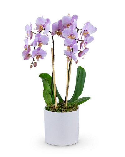 Phalaenopsis Orchid from Sunrise Floral in O'Neill, Nebraska