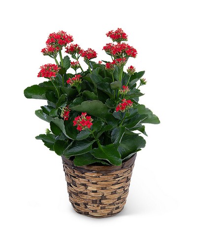 Red Kalanchoe Plant from Sunrise Floral in O'Neill, Nebraska