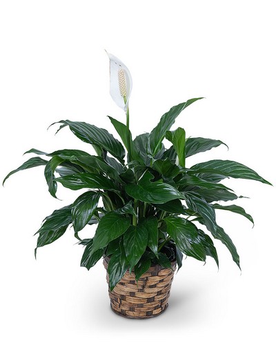 Peace Lily Plant from Sunrise Floral in O'Neill, Nebraska