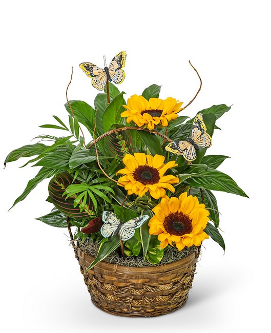 Dish Garden with Sunflowers and Butterflies from Sunrise Floral in O'Neill, Nebraska